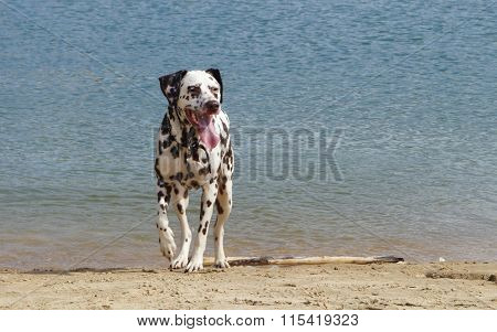 Dalmatian
