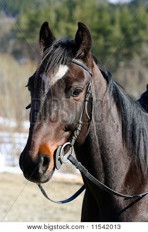 Carreras de caballos
