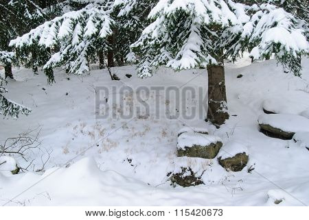 Winter Time In A Park On A Frosty Day