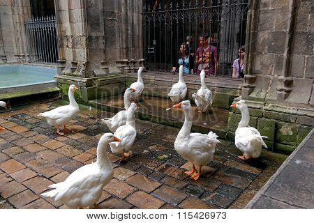 Barcelona, Spain - May 17, 2014: Geese In Cathedral Of Saint Eulalia.