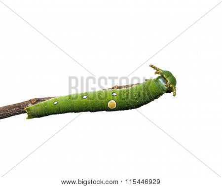 Caterpillar Of Tawny Rajah Butterfly On White