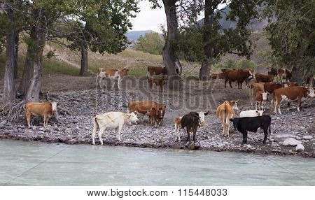 Cows Near Mountain River Katun, Altai, Russia