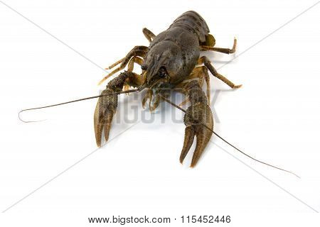 Astacus Astacus