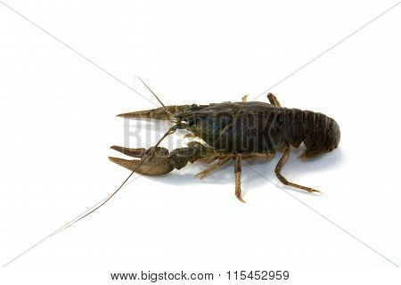 Astacus Astacus