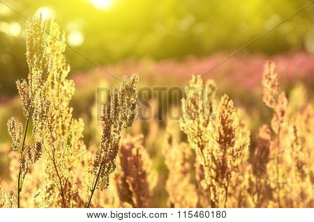 Summer landscape.