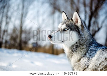 Portrait of Siberian Husky in profile