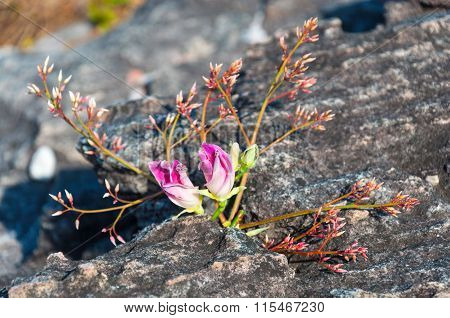 Pink Flowers On Rock At Lan Hin Tak  Natural Split Of Rock