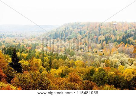 Colorful autumn forest landscape, textured background.