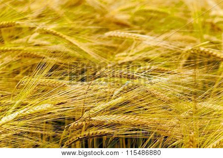 Agricultural Field On Which Grow Ripe Cereals