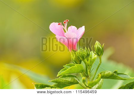 Hibiscus
