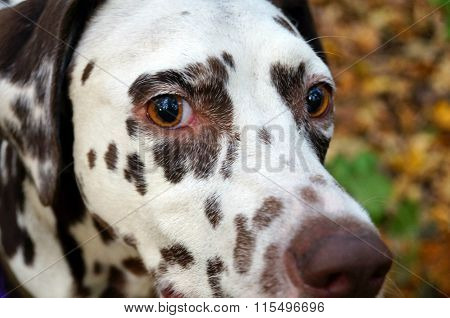 dalmatian