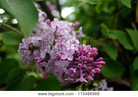 lilac