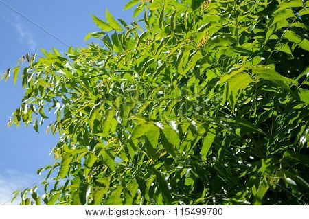 Neem plan tree in garden