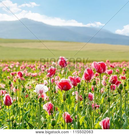 Pink blooming poppy, huge field of blossoming flowers