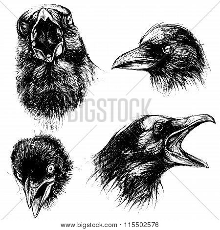 Crow head drawing line work vector