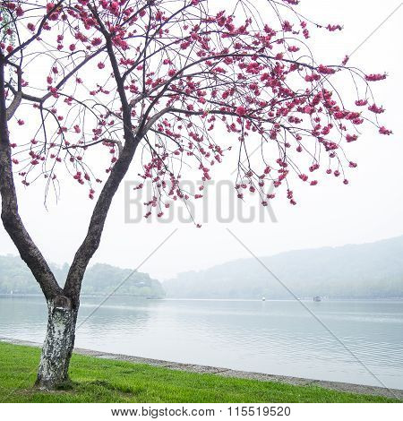 Pink Peach Blossom Flower Tree Along The Lake