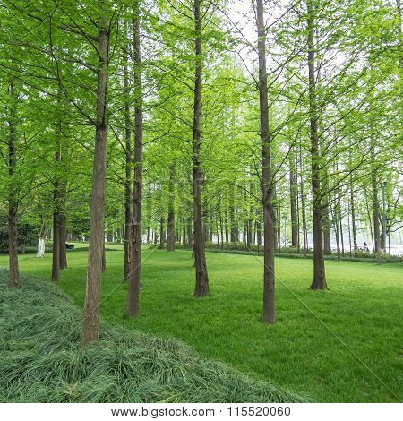 Pine Trees In A Green Field
