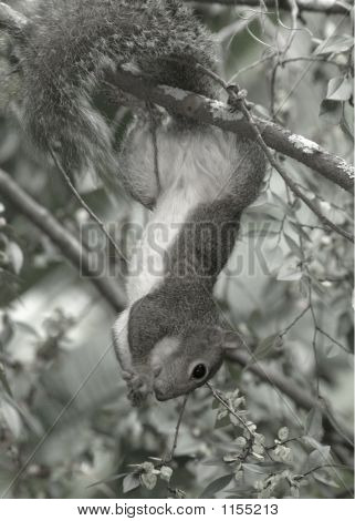 Squirrles 2