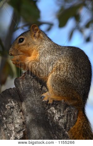 Squirrel In A Tree