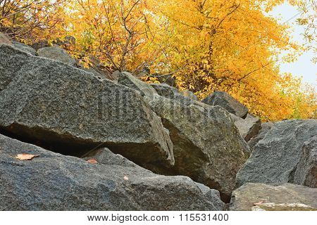 Trees And Stones