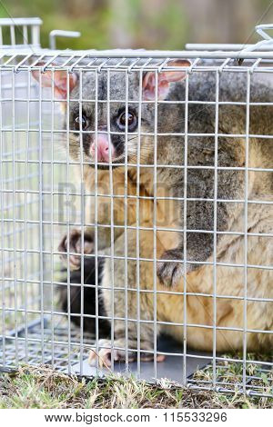Possum Caught In a Trap