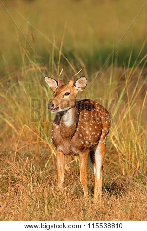 A young male spotted deer or chital (Axis axis), Kanha National Park, India
