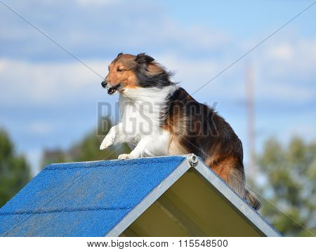 Shetland Sheepdog (sheltie) At Dog Agility Trial