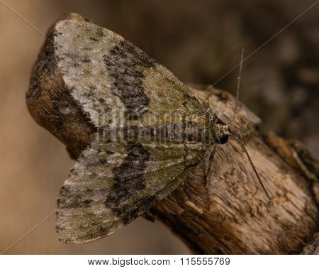 July highflyer moth (Hydriomena furcata)