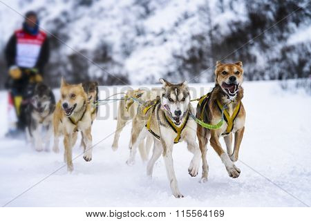 Sledge Dogs In Speed Racing