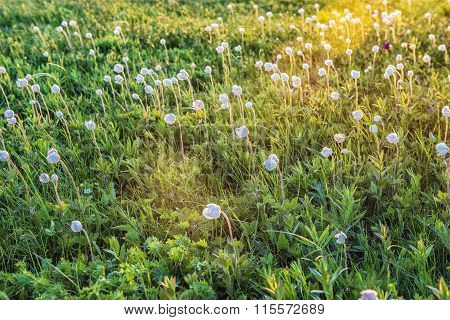 Flowers In The Mountains. Russia, Stavropol.