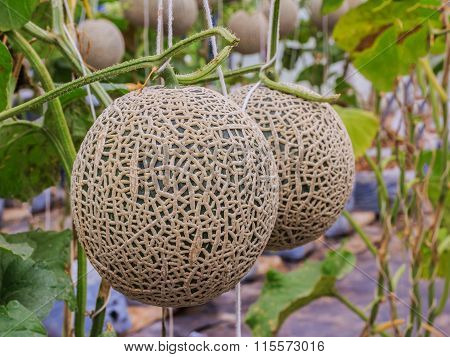 Cantaloupe Melons Growing In A Greenhouse