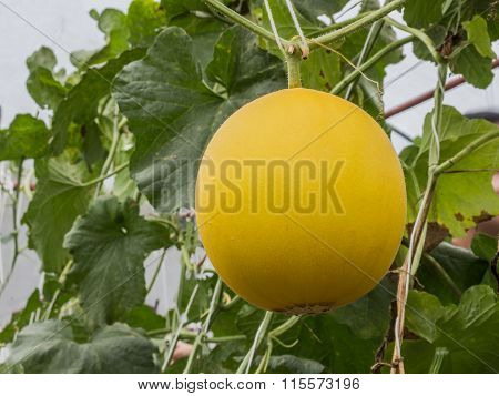 Yellow Cantaloupe Melons Growing In A Greenhouse