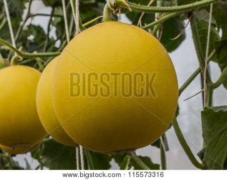 Yellow Cantaloupe Melons Growing In A Greenhouse