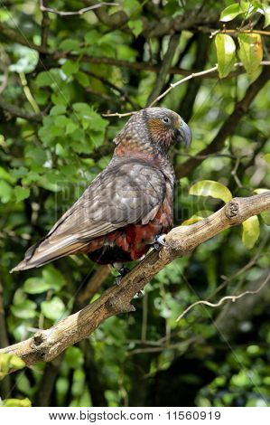 Pájaro de Kaka