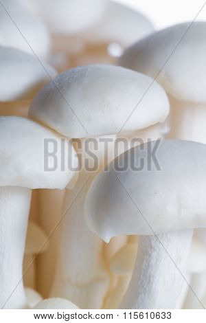 Organic Bunapi Mushrooms