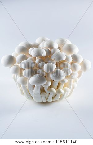 Organic Bunapi Mushrooms