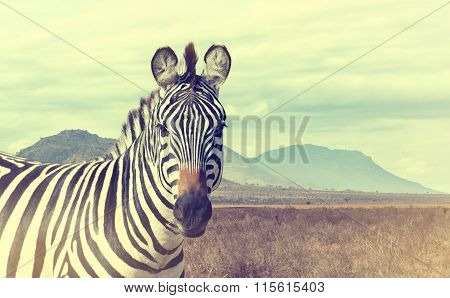 Wild African Zebra. Vintage Effect