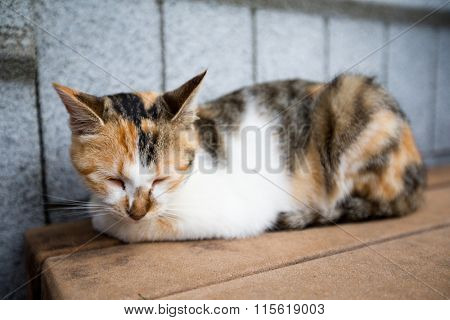 Cat at street