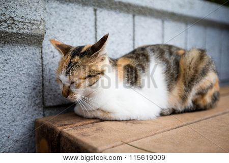 Sleeping cat