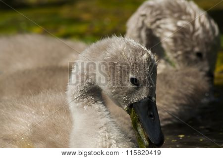swanlings