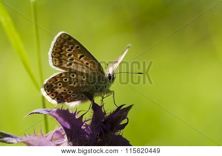 blue butterfly