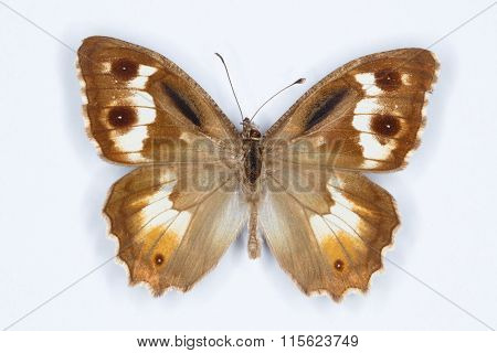Pseudochazara Amalthea Butterfly On White