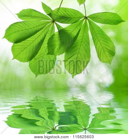 Spring leaves of chestnut tree (Aesculus hippocastanum) on natural blurred background