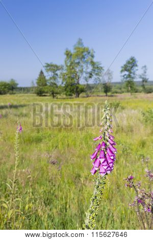 Purple Foxglove In The High Fens, Belgium