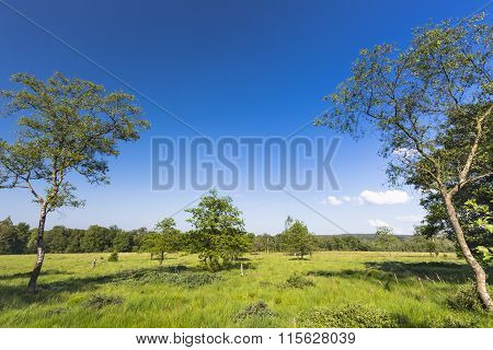 Trees And Green Landscape In The High Fens, Belgium