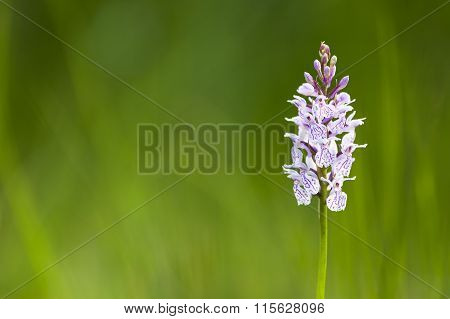 Orchid In The High Fens, Belgium