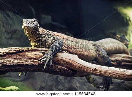 Komodo Dragon (varanus Komodoensis) Portrait, Animal Scene