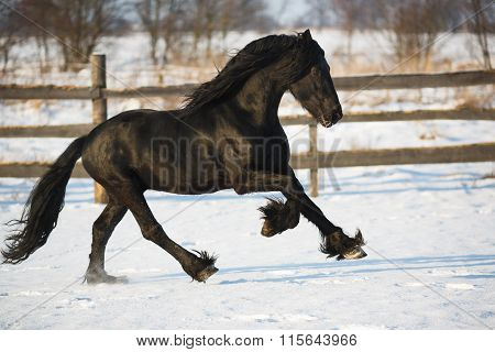 Black Frisian Horse In Winter