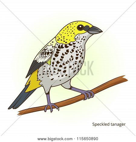 Speckled tanager bird educational game vector