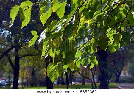 Autumn leaves on a tree in a park